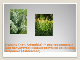 Лекарственные растения Благовещенского района, слайд 20