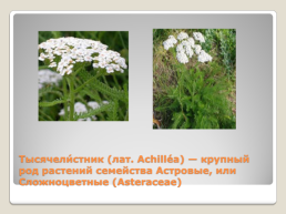 Лекарственные растения Благовещенского района, слайд 21
