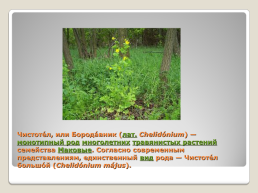 Лекарственные растения Благовещенского района, слайд 22