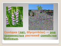 Лекарственные растения Благовещенского района, слайд 24