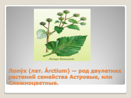 Лекарственные растения Благовещенского района, слайд 3