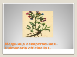 Лекарственные растения Благовещенского района, слайд 4