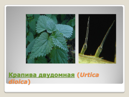 Лекарственные растения Благовещенского района, слайд 6