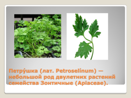 Лекарственные растения Благовещенского района, слайд 7