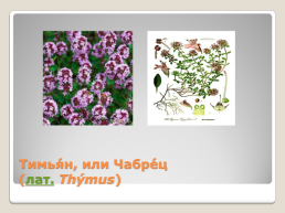Лекарственные растения Благовещенского района, слайд 8
