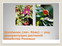 Лекарственные растения Благовещенского района, слайд 9