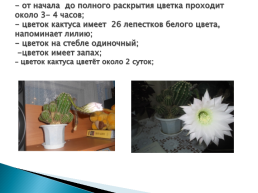 Развитие комнатного растения «кактус», слайд 10