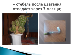 Развитие комнатного растения «кактус», слайд 12
