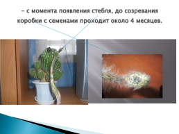 Развитие комнатного растения «кактус», слайд 13