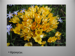 Весенние цветы, слайд 3