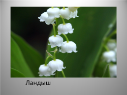 Весенние цветы, слайд 6