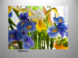 Весенние цветы, слайд 7