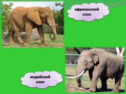 Где живут слоны?, слайд 11