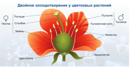 Размножение семенных растений, слайд 12