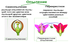Размножение семенных растений, слайд 9