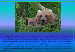 Живой мир озера Байкал и прибайкалья, слайд 22