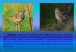 Живой мир озера Байкал и прибайкалья, слайд 32