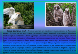 Живой мир озера Байкал и прибайкалья, слайд 33
