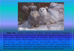 Живой мир озера Байкал и прибайкалья, слайд 34