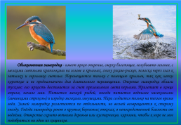 Живой мир озера Байкал и прибайкалья, слайд 35