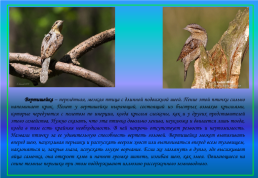 Живой мир озера Байкал и прибайкалья, слайд 37