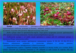 Живой мир озера Байкал и прибайкалья, слайд 55