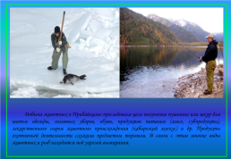 Живой мир озера Байкал и прибайкалья, слайд 68