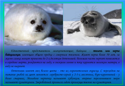 Живой мир озера Байкал и прибайкалья, слайд 8