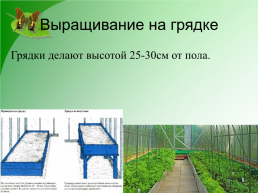 Выращивание растений в защищенном грунте, слайд 3
