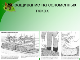 Выращивание растений в защищенном грунте, слайд 6