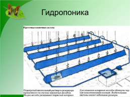 Выращивание растений в защищенном грунте, слайд 7