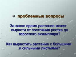 Как растёт "щучий хвост"?. Исследовательская работа, слайд 15