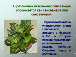 Как растёт "щучий хвост"?. Исследовательская работа, слайд 4