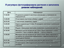 Как растёт "щучий хвост"?. Исследовательская работа, слайд 8