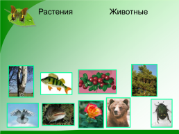 Окружающий мир разнообразие животных 2 класс, слайд 3