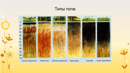 Образование почв и их разнообразие, слайд 15
