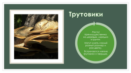 Проект: грибы-паразиты, слайд 12
