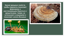 Проект: грибы-паразиты, слайд 25