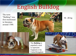 British dogs. Британские породы собак, слайд 2