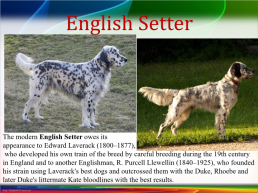British dogs. Британские породы собак, слайд 6