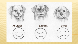 Умеют ли собаки улыбаться?, слайд 7