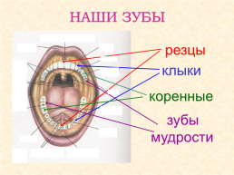 Исследовательский проект: «хорошие зубы – залог здоровья!», слайд 7