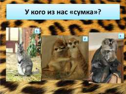 Свердловский зоопарк, слайд 20