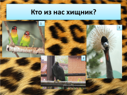 Свердловский зоопарк, слайд 21