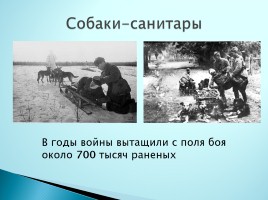 Верные помощники Великой Отечественной войны, слайд 9