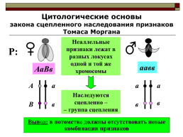 Гомозигота по двум доминантным признакам гетерозигота, слайд 10