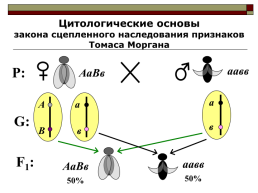 Гомозигота по двум доминантным признакам гетерозигота, слайд 11