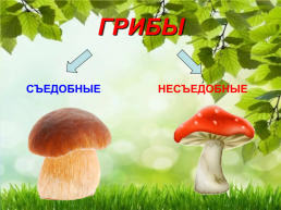 Загадки с машей: съедобные и несъедобные грибы старший дошкольный возраст, слайд 4