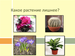 Разновидности комнатных растений, слайд 2