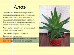 Разновидности комнатных растений, слайд 5
